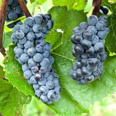 Виноград ВЭЛИАНТ в Рогачеве