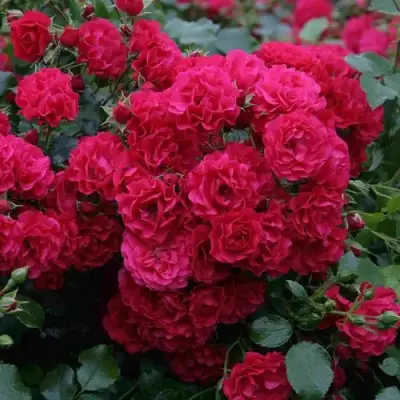 Роза РАДОСТЬ САДОВНИКА (ГАРТЕН ФРОЙДЕ) почвопокровная в Рогачеве