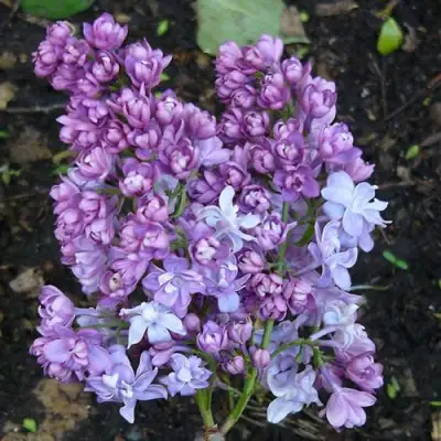 Сирень НАДЕЖДА в Рогачеве