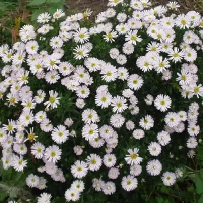 Астра ВАЙС многолетняя в Рогачеве