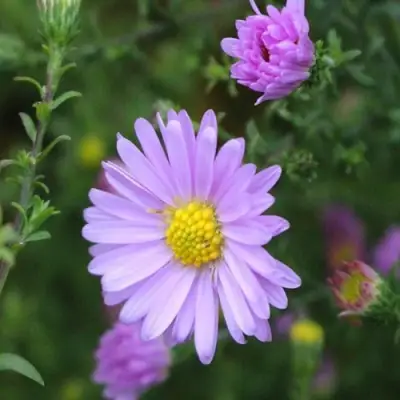Астра СТРОУБЕРРИ ЭНД КРИМ новобельгийская в Рогачеве