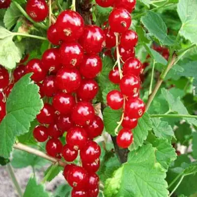 Смородина красная ФЕРТОДИ в Рогачеве