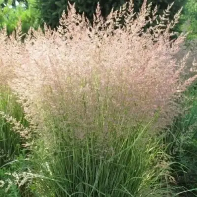 Вейник ОВЕРДАМ остроцветковый в Рогачеве