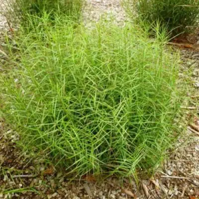 Осока ПАЛЬМОЛИСТНАЯ в Рогачеве