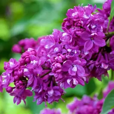 Сирень ОГНИ ДОНБАССА в Рогачеве