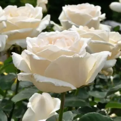 Роза БОИНГ чайно-гибридная в Рогачеве