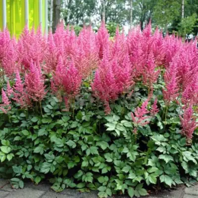 Астильба ВИЖНС ИН ПИНК китайская в Рогачеве