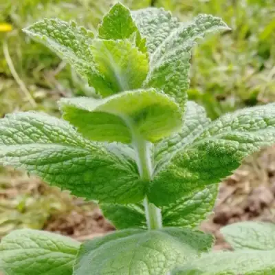 Мята яблочная в Рогачеве