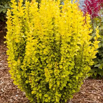 Барбарис ГОЛДЕН ТОРЧ тунберга в Рогачеве