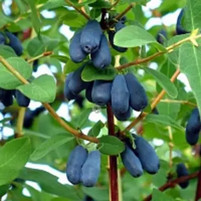 Жимолость съедобная АМФОРА в Рогачеве