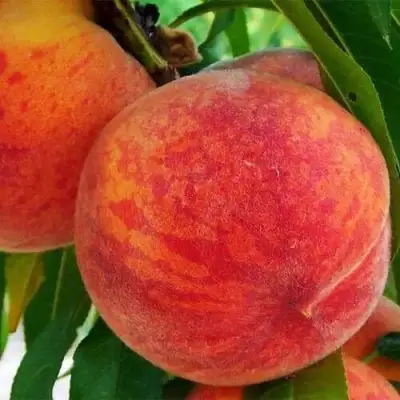 Персик ЗОЛОТОЙ ЮБИЛЕЙ в Рогачеве