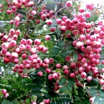 Рябина COREAL сладкоплодная  в Рогачеве