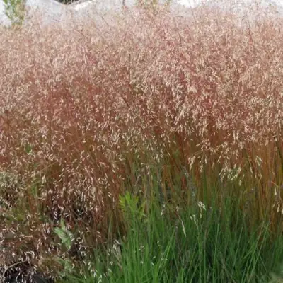 Щучка извилистая в Рогачеве