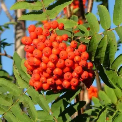 Рябина САХАРНАЯ ПЕТРОВА сладкоплодная в Рогачеве