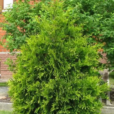 Туя АНЯ (АНИЕ) западная в Рогачеве