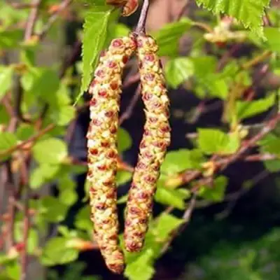 Береза бородавчатая в Рогачеве