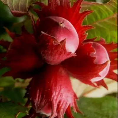 Фундук БАГРЯНЕЦ в Рогачеве