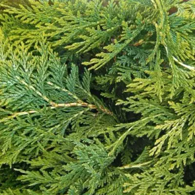 Кипарисовик ЭЛВУДИ ЭМПАЙР лавсона в Рогачеве