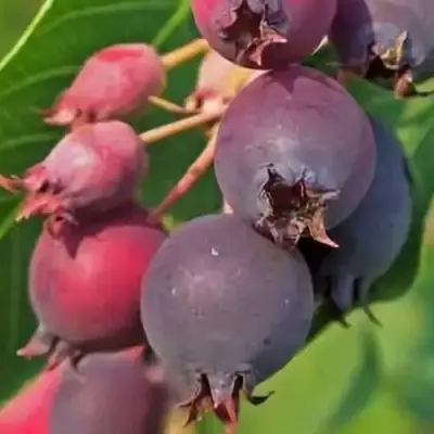 Ирга MANDAN в Рогачеве