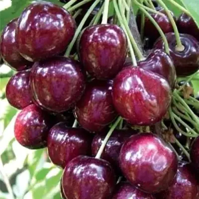 Черешня СИЛЬВИЯ колоновидная в Рогачеве