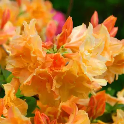 Азалия ЧАРДАШ листопадная в Рогачеве