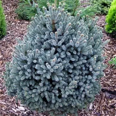 Ель НАНА сизая в Рогачеве