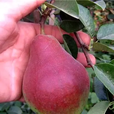 Груша РУМЯНАЯ КЕДРИНА в Рогачеве