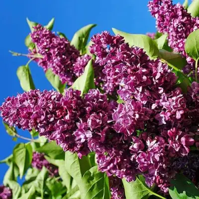 Сирень ЧАРЛЬЗ ДЖОЛИ в Рогачеве