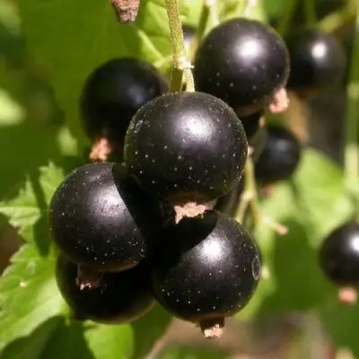 Смородина чёрная БИНАР в Рогачеве