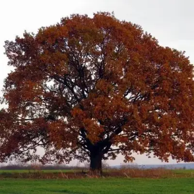 Дуб скальный в Рогачеве