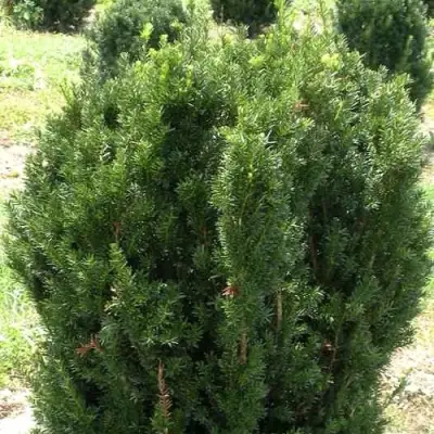 Тис ХИКСИ средний в Рогачеве