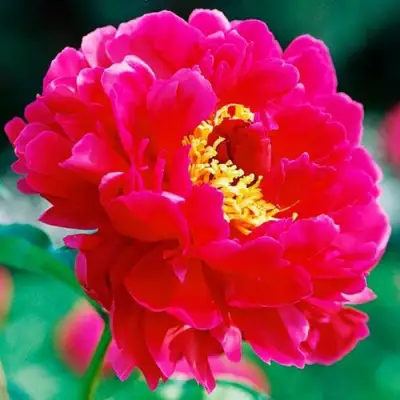 Пион ХРАБРЫЙ ВОИН травянистый в Рогачеве