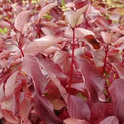 Дерен КРАСНЫЙ в Рогачеве