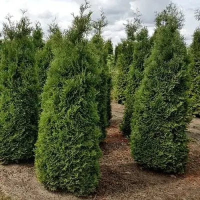Туя ХОЛМСТРУП западная в Рогачеве