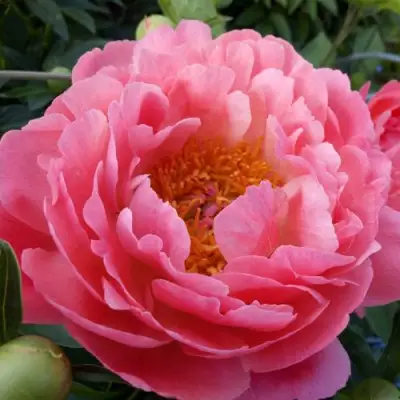 Пион КОРАЛ САНСЕТ травянистый в Рогачеве