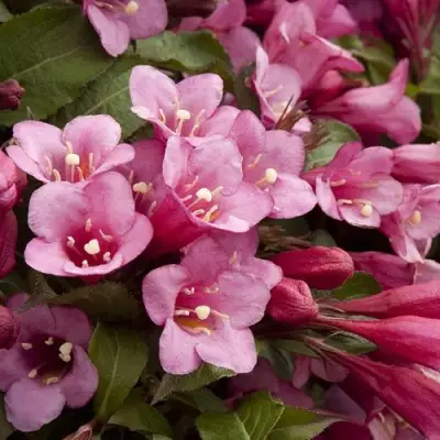 Вейгела ФЛОРИДА в Рогачеве