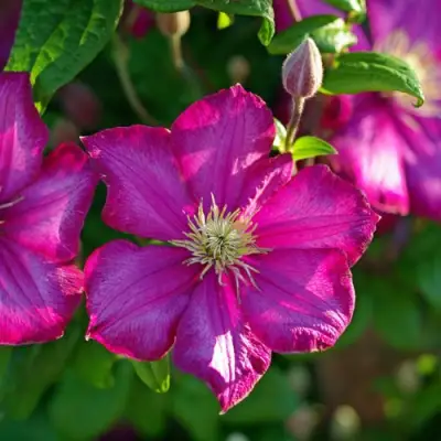 Клематис КАРМЕНСИТА в Рогачеве