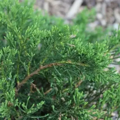 Можжевельник РОКЕРИ ДЖЕМ казацкий  в Рогачеве