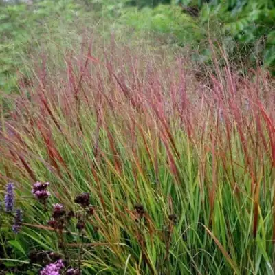 Просо РЕБРАУН прутьевидное в Рогачеве