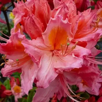 Азалия ПИНК ДЕЛАЙТ листопадная	 в Рогачеве