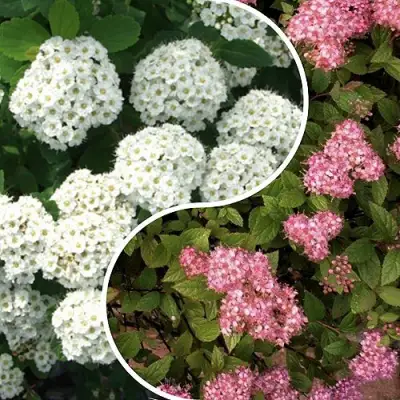 Комплект ТАЛАНТЛИВЫЙ САДОВОД в Рогачеве