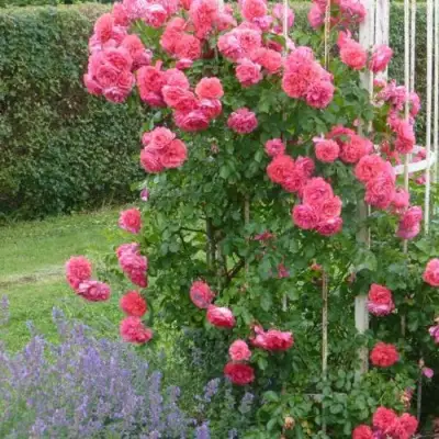 Роза РОЗАРИУМ ЮТЕРСОН плетистая в Рогачеве