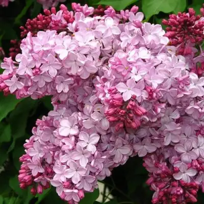 Сирень ЭСТЕР СТЕЙЛИ в Рогачеве