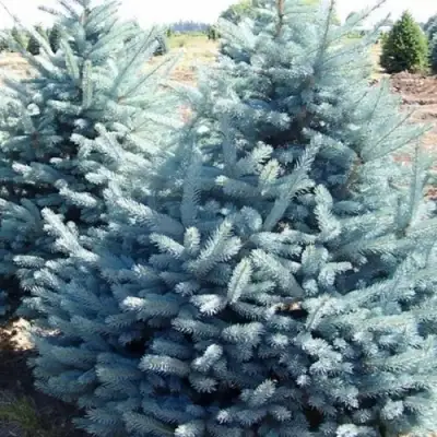 Ель ГЛАУКА колючая в Рогачеве