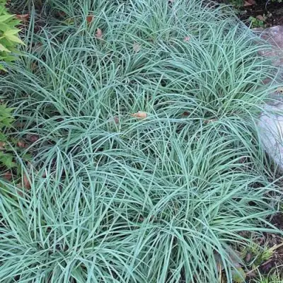 Осока БЛЮ ЗИНГЕР в Рогачеве