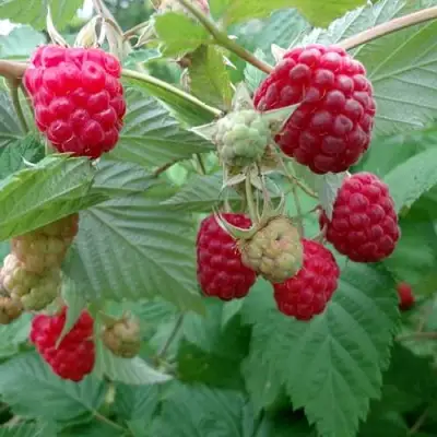 Малина ПРОСТО ПРЕЛЕСТЬ (СТОЛЕШНИК) в Рогачеве
