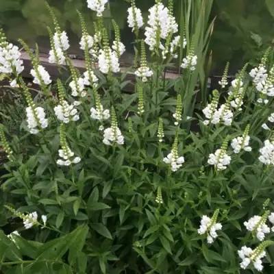 Физостегия АЛЬБА виргинская в Рогачеве