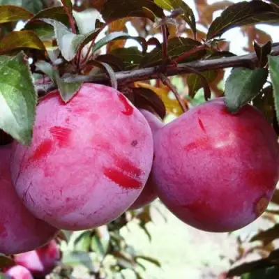 Слива ЛАМА в Рогачеве