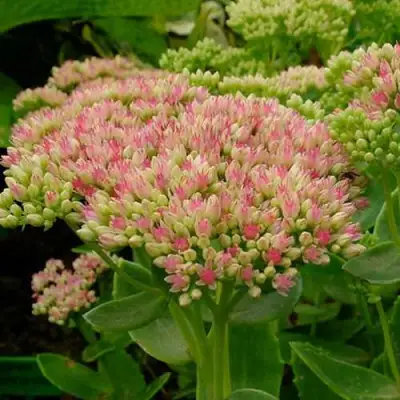 Очиток (седум) БРИЛЛИАНТ в Рогачеве