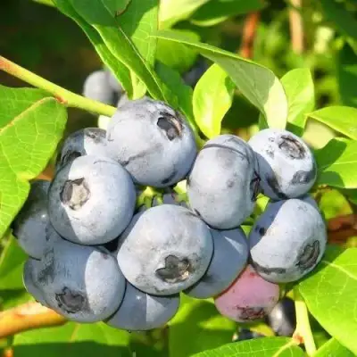 Голубика ЭЛИЗАБЕТ в Рогачеве